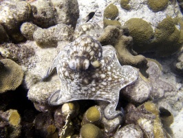 IMG 3935 Common Octopus
